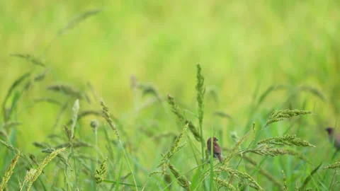 Grass field and small bird on leaf and flower of grass in beautiful view of natu Vídeos de archivo 218975978