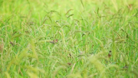 Grass field and small bird on leaf and flower of grass in beautiful view nature Stock Footage 218976102