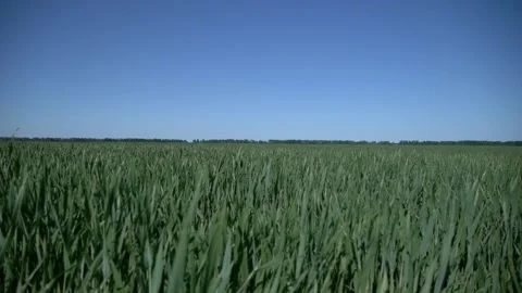 Grass in the field and trees in the distance, long focal length Stock Footage 132839432