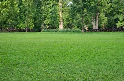 Grass field and trees Foto stock