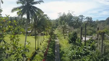 Grass field and trees with sky Stock Footage 86089733