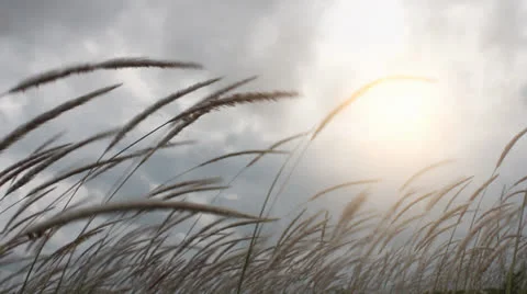 Grass field and wind Stock Footage 23300787