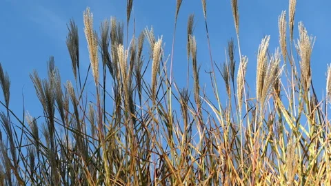Grass field and wind Stock Footage 144800733