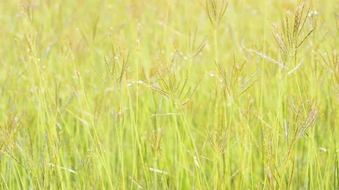 Grass field background Stock Footage 143813833