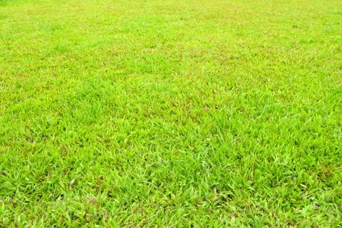 Grass Field Background. Stock Photos