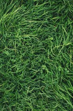 Grass on the field as a background Stock Photos