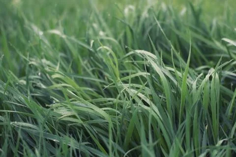 Grass on the field as a background Stock Photos