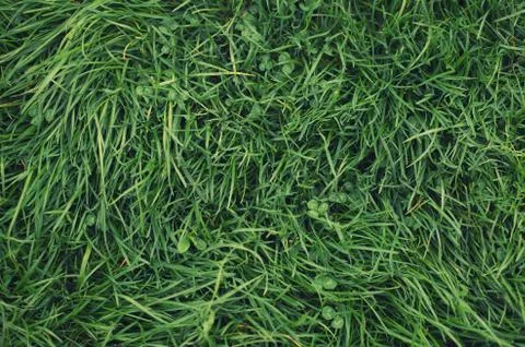 Grass on the field as a background Stock Photos