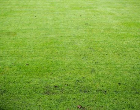 Grass field background Stock Photos