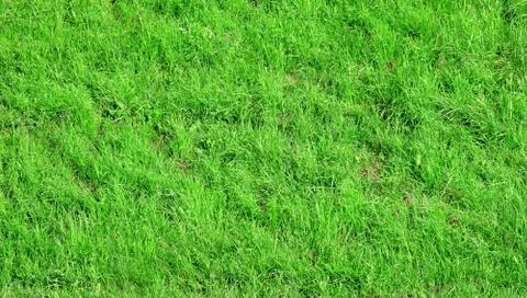 Grass field background texture Stock Photos