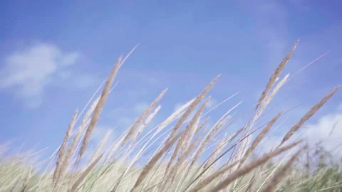 Grass field in a beach swaying with the wind Video stock 155374377