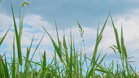 Grass field blow by wind in warm summer. Blue sky background. Bottom view Stock Footage 130347940