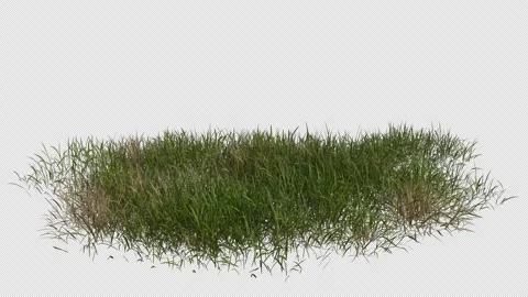 Grass Field blowing in the wind Loop Animation. Alpha Channel. Loop Animation Stock Footage 309844954