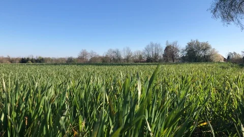 Grass Field with Blue Sky 4K Green Sunny Nature Stock Footage 107845703