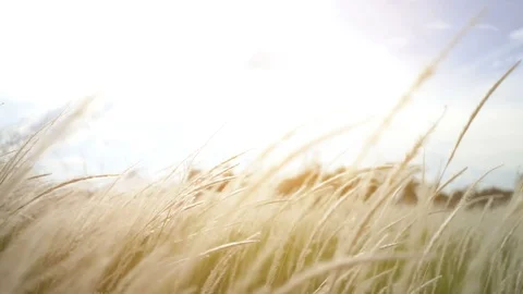 Grass field with blurry background Stock Footage 96503253