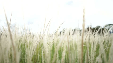 Grass field with blurry background Stock Footage 96503748