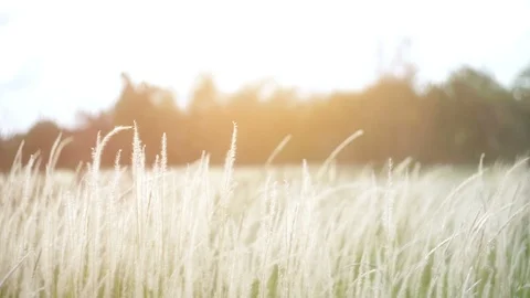 Grass field with blurry background Stock Footage 96505991
