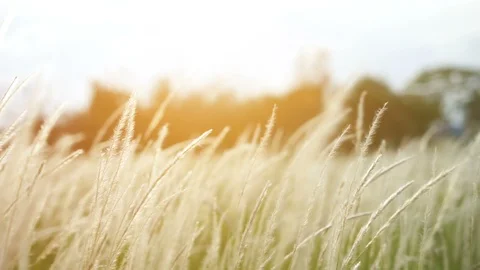 Grass field with blurry background Stock Footage 96507204