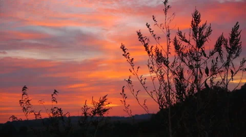 Grass On The Field At Bright Dawn Video stock 62741822