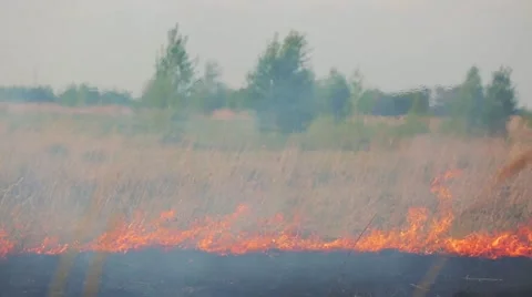 The grass field burns during a forest fire Stock-Footage 63171309