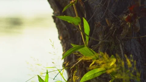 Grass in the field close-up Stock Footage 115566355