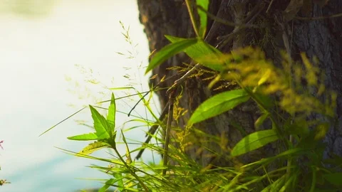 Grass in the field close-up Stock Footage 115566462