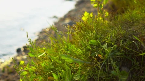 Grass in the field close-up Video stock 115566897