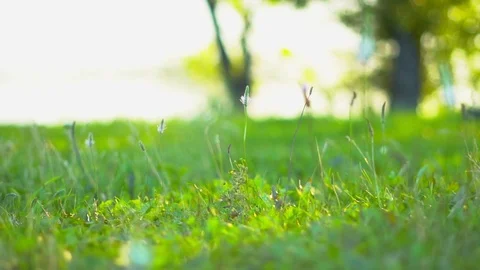 Grass in the field close-up Stock Footage 115773908
