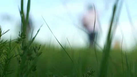 Grass on the field close up Stock Footage 133022001