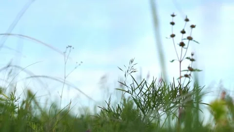 Grass on the field close up Stock Footage 133022039