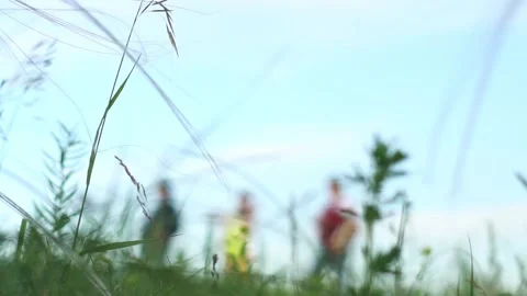 Grass on the field close up Stock Footage 133103430