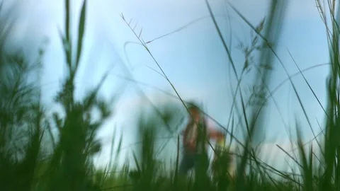 Grass on the field close up Stock Footage 133103452
