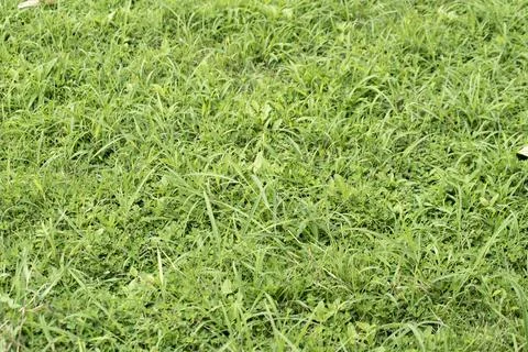 A grass field close up Stock Photos