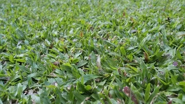 Grass field close-up shot Stock Footage 85683935
