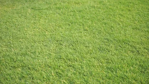 Grass field. Close-up, Vertical slider shot, 스톡 동영상 73755818