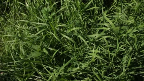 The grass in the field with a closeup Stock Footage 8650653