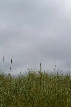 Grass field cloudy sky Stock Photos