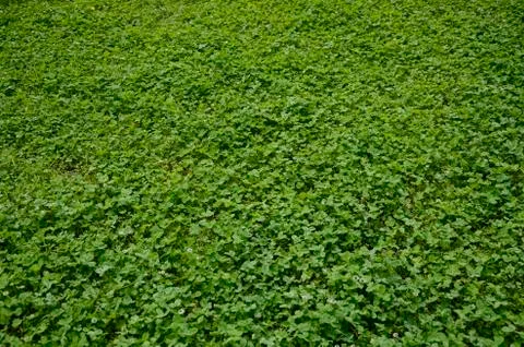 Grass field with clover Stock Photos