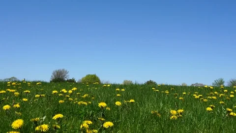 Grass field covered in dandelions, low camera angle walk through, 4k Stock Footage 115272492