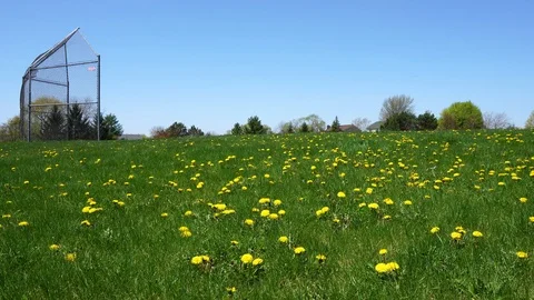 Grass field covered in dandelions in the spring, 4k. Stock Footage 115272774