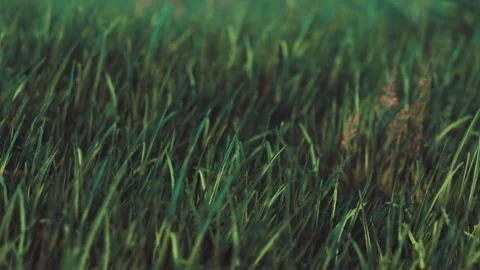 Grass field covered in green blades with glimpses of sunlight in early morning Stock Footage 340621998