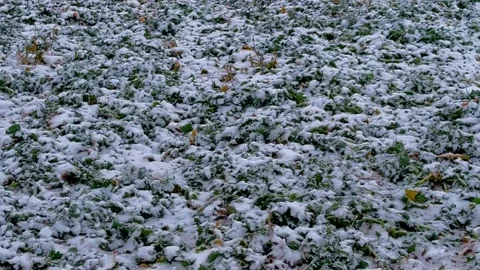Grass field covered in snow. Winter minimalistic environment background Stock Footage 329060933