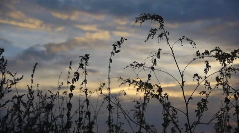 Grass On The Field At Dawn Stock Footage 62740551