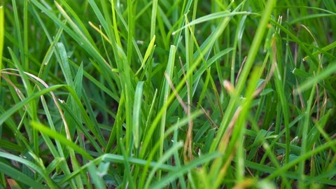 Grass field with depth of field Stock Footage 94139906