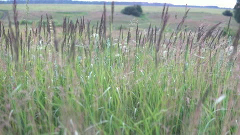 Grass in the field does not swing very much in the wind Stock Footage 134642210