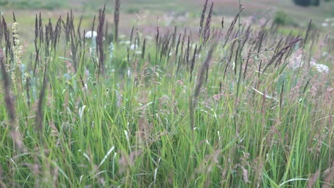 Grass in the field does not swing very much in the wind Stock Footage 134642254