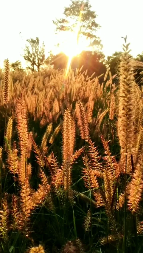 Grass field with dragonflies, sunset Stock Footage 167063519