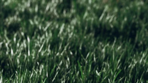Grass in a field during daylight hours with clear shadows and texture Stock Footage 340026276