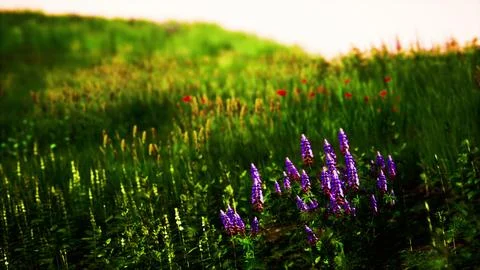 Grass on the field during sunrise Stock Illustration
