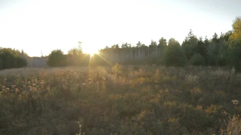 Grass field during sunset Stock Footage 28666156